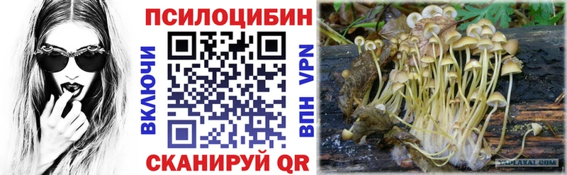 где найти наркотики  Оса  Галлюциногенные грибы Cubensis 